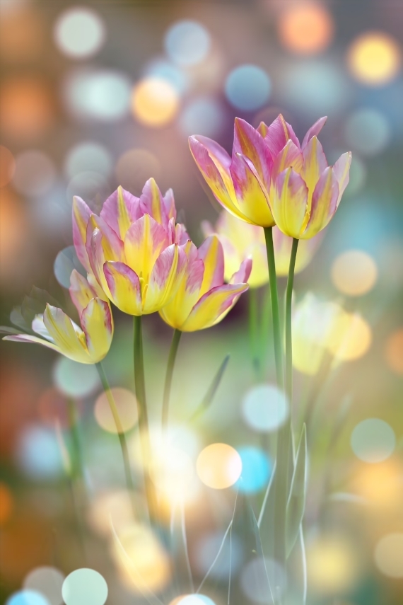  fleur magie lumière beauté