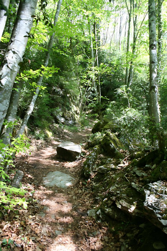  chemin parcours vie dans forêt nature
