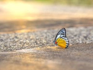  métamorphose transformation papillon chrysalide