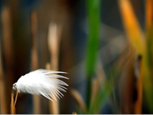  plume nature beauté vie